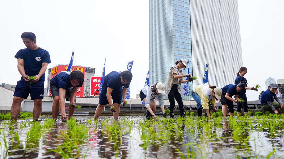 銀座の屋上に酒米1,700株──白鶴酒造「天空農園」で2025年の田植え