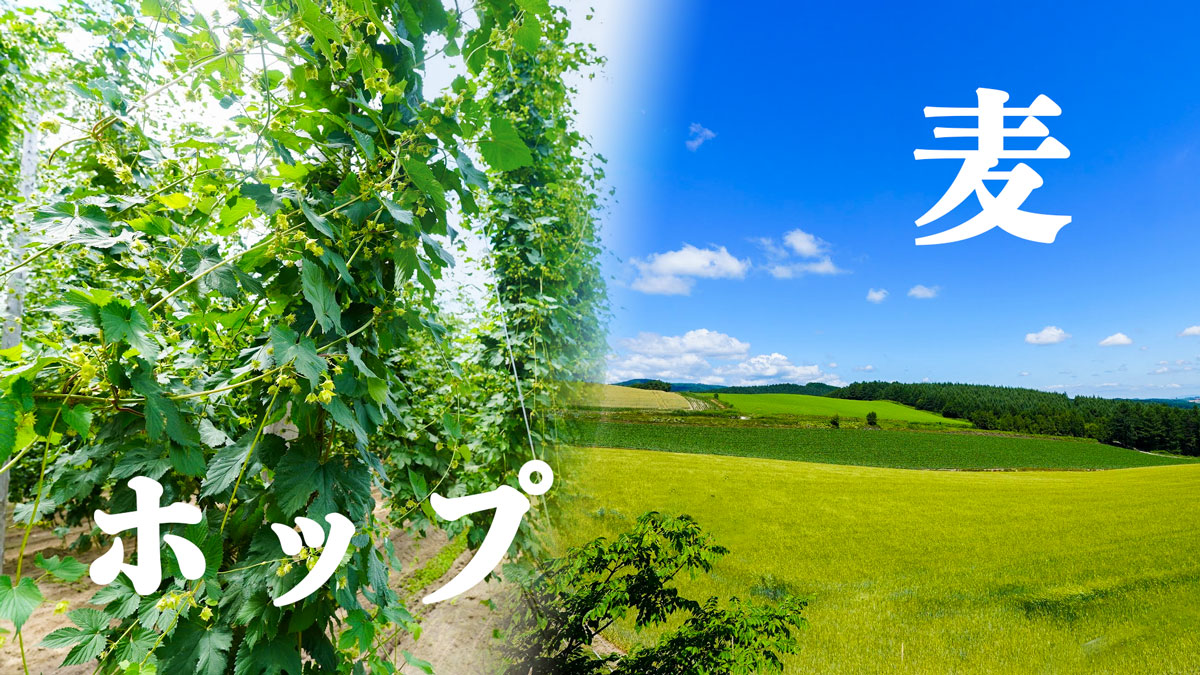 一杯のビールは畑から生まれる。上富良野で『サッポロ クラシック』の故郷を訪ねた【北海道取材#3】